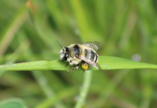 Réf. 341 761 : Anthophora aestivalis